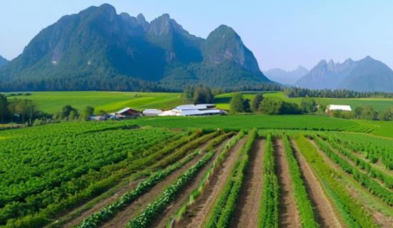 智慧农业虫情监测设备 推动农业生产向绿色环保可持续方向发展